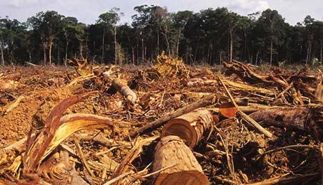 Trees cut down in Amazon Rainforest